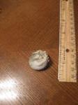 Unknown Fossil Sea Snail Shell from San Salvador